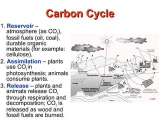 Carbon CycleCarbon Cycle
1. Reservoir –
atmosphere (as CO2),
fossil fuels (oil, coal),
durable organic
materials (for example:
cellulose).
2. Assimilation – plants
use CO2 in
photosynthesis; animals
consume plants.
3. Release – plants and
animals release CO2
through respiration and
decomposition; CO2 is
released as wood and
fossil fuels are burned.
 