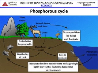Language department
2018-2019
Phosphorous cycle
 