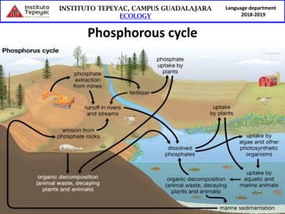 Language department
2018-2019
Phosphorous cycle
 