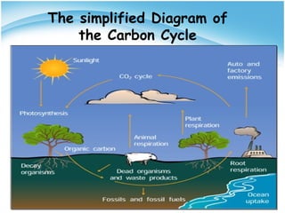 The simplified Diagram of
the Carbon Cycle
 