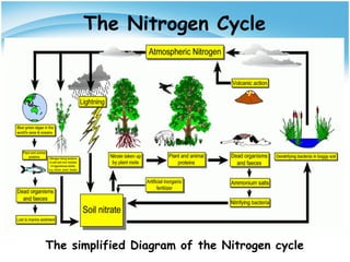 The Nitrogen Cycle
The simplified Diagram of the Nitrogen cycle
 