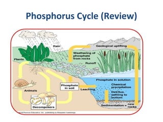 Phosphorus Cycle (Review)
 