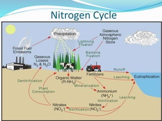 Nitrogen Cycle
 