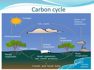 Carbon cycle
 
