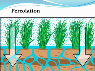 Percolation
 