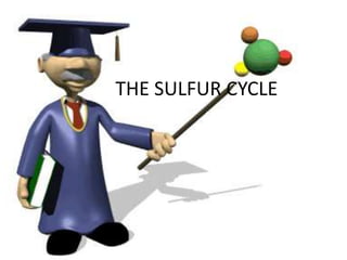THE SULFUR CYCLE
 