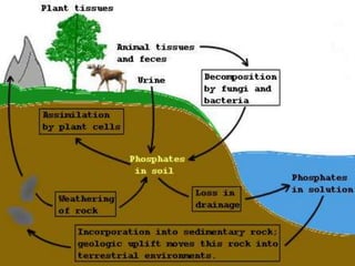 BIOGEOCHEMICAL CYCLES.pptx