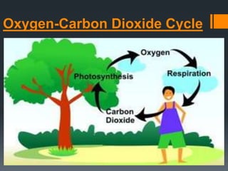 Oxygen-Carbon Dioxide Cycle
 