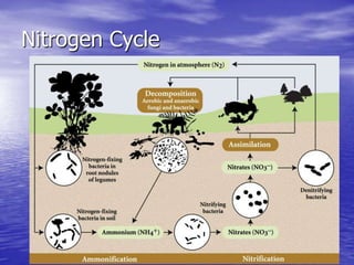 Biogeochemical cycles and conservation ecology 2010 edition
