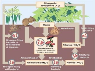 Biogeochemical cycles and conservation ecology 2010 edition | PPTX