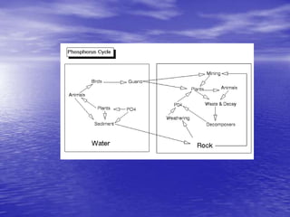 Biogeochemical cycles and conservation ecology 2010 edition | PPTX