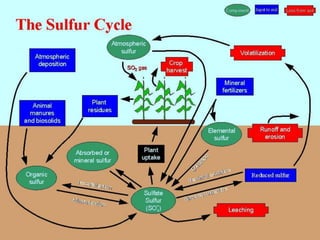 Biogeochemical cycles and conservation ecology 2010 edition | PPTX