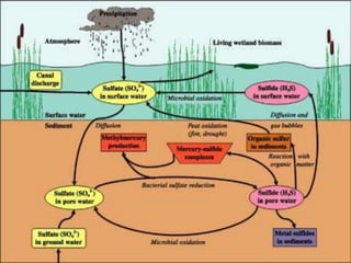 Biogeochemical cycles and conservation ecology 2010 edition | PPTX
