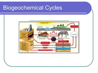 Comprehensive Overview of Biogeochemical Cycles and Their Ecological ...