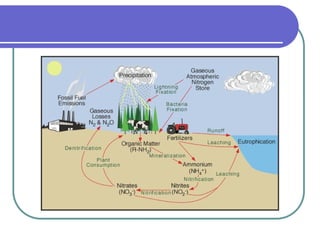 Comprehensive Overview of Biogeochemical Cycles and Their Ecological ...