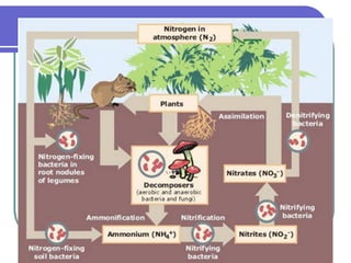 Comprehensive Overview of Biogeochemical Cycles and Their Ecological ...