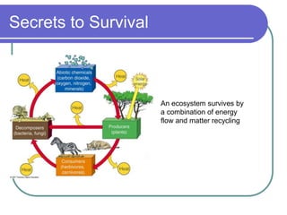 Secrets to Survival
An ecosystem survives by
a combination of energy
flow and matter recycling
 