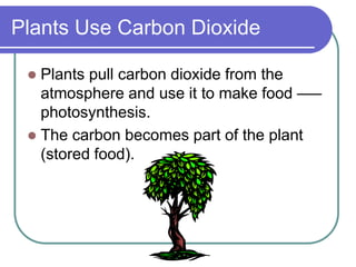Plants Use Carbon Dioxide
 Plants pull carbon dioxide from the
atmosphere and use it to make food –—
photosynthesis.
 The carbon becomes part of the plant
(stored food).
 