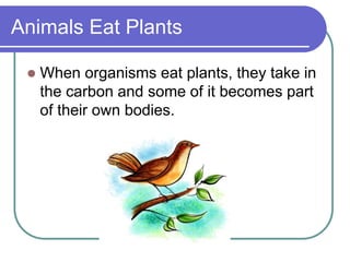 Animals Eat Plants
 When organisms eat plants, they take in
the carbon and some of it becomes part
of their own bodies.
 