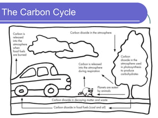 The Carbon Cycle
 