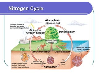 Nitrogen Cycle
 