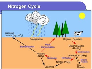 Nitrogen Cycle
 