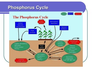 Phosphorus Cycle
 