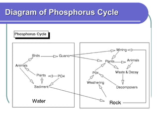 Diagram of Phosphorus Cycle
 