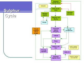 Sulphur
Cycle
 