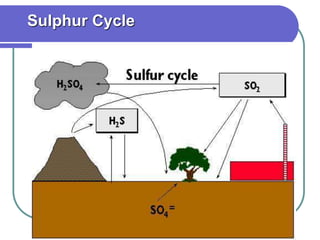 Sulphur Cycle
 