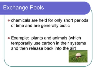 Exchange Pools
 chemicals are held for only short periods
of time and are generally biotic
 Example: plants and animals (which
temporarily use carbon in their systems
and then release back into the air)
 