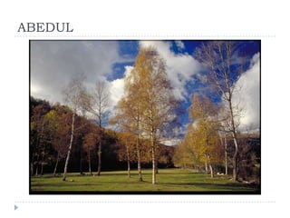 ABEDUL