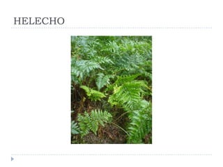 HELECHO