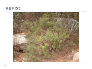 BREZO