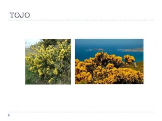 TOJO