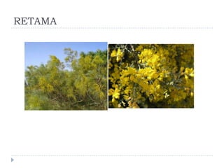 RETAMA
