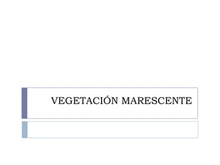 VEGETACIÓN MARESCENTE