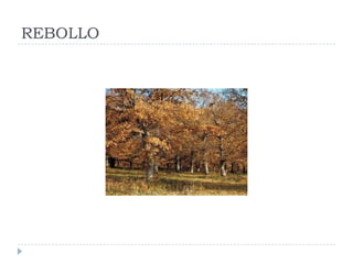 REBOLLO