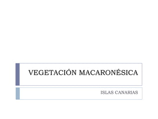 VEGETACIÓN MACARONÉSICAISLAS CANARIAS