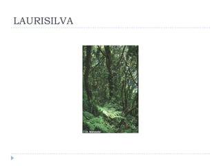 LAURISILVA
