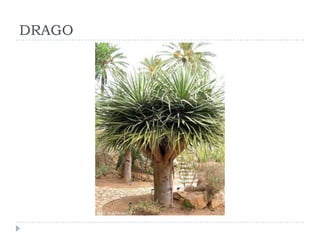 DRAGO
