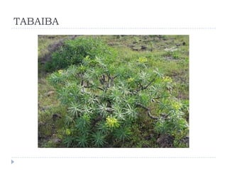 TABAIBA