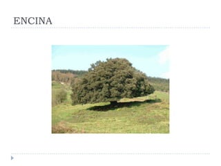 ENCINA