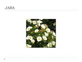 JARA