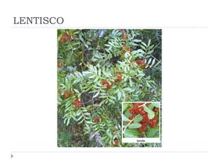 LENTISCO