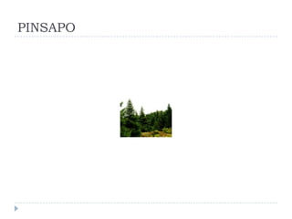 PINSAPO