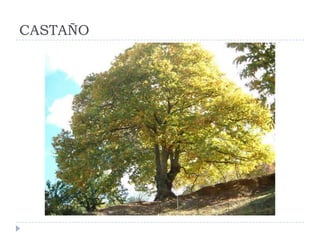 CASTAÑO