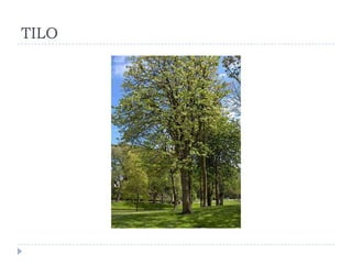 TILO