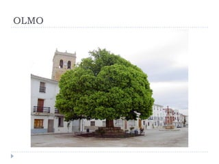 OLMO