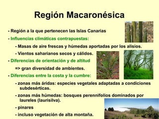 Región Macaronésica
- Región a la que pertenecen las Islas Canarias
- Influencias climáticas contrapuestas:
   - Masas de aire frescas y húmedas aportadas por los alisios.
   - Vientos saharianos secos y cálidos.
- Diferencias de orientación y de altitud
   => gran diversidad de ambientes.
- Diferencias entre la costa y la cumbre:
   - zonas más áridas: especies vegetales adaptadas a condiciones
      subdesérticas.
   - zonas más húmedas: bosques perennifolios dominados por
      laureles (laurisilva).
   - pinares
   - incluso vegetación de alta montaña.
 
